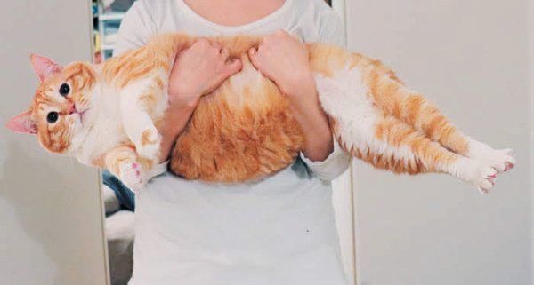 ぐっぴーくん