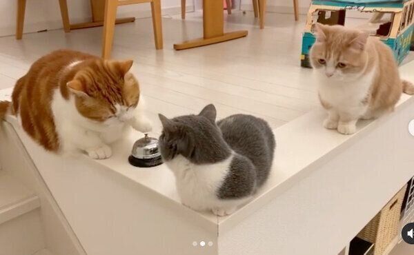 呼び鈴を鳴らすコスケくん