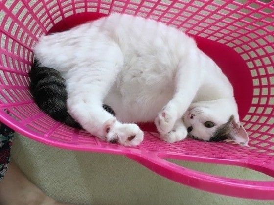 かごの中の猫