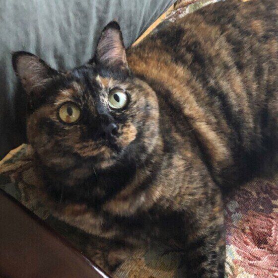 見上げる猫