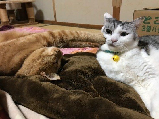 構ってほしい