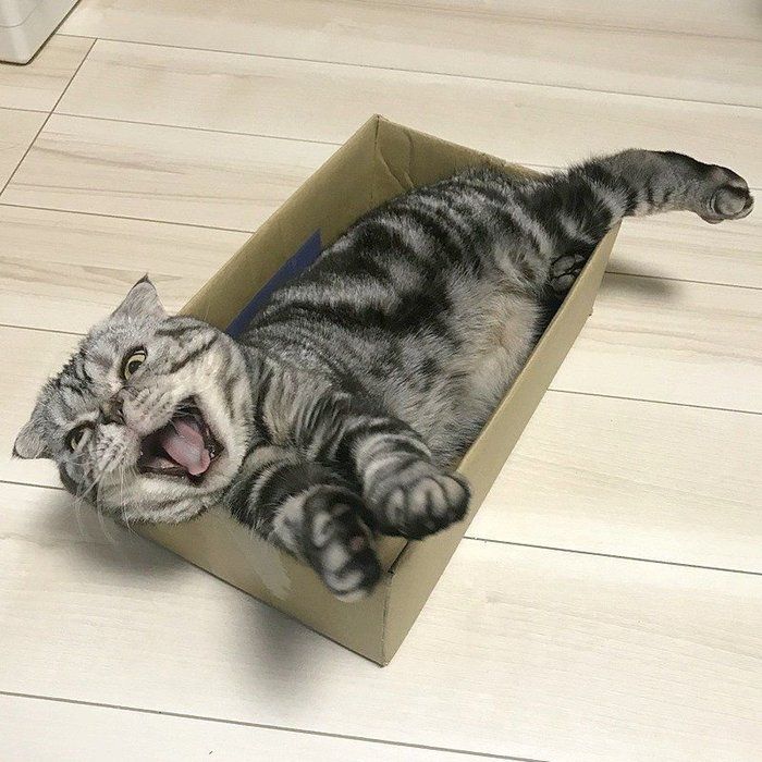@tacos_cat
