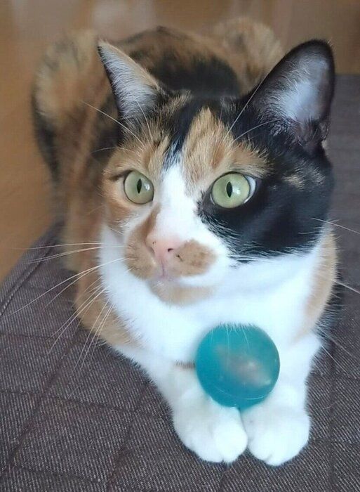 ボールで遊ぶニアちゃん