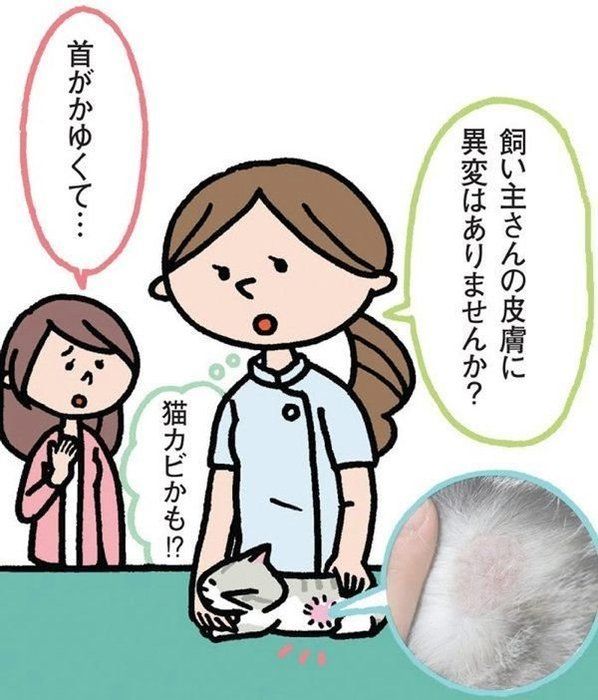 飼い始めに多い猫の皮膚の病気