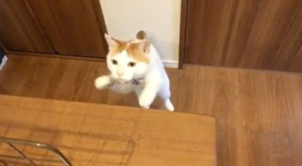 真顔になる猫