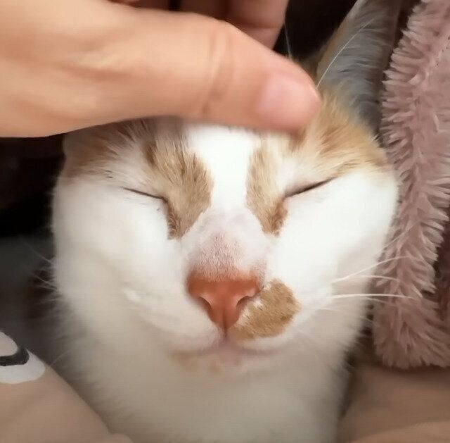 ねこのきもちWEB MAGAZINE｜それでもやっぱり猫が好き