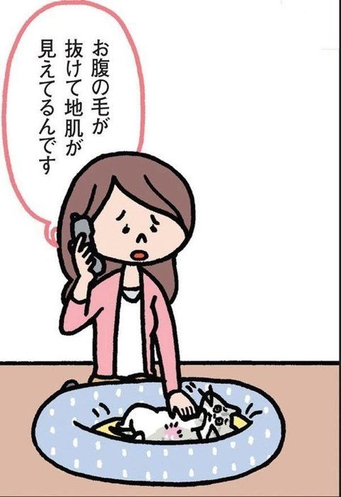 飼い始めに多い猫の皮膚の病気