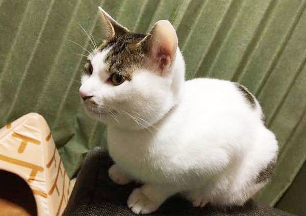 見つめる猫