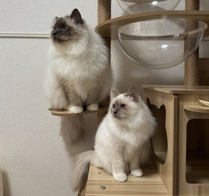 同じ方向を見る2匹