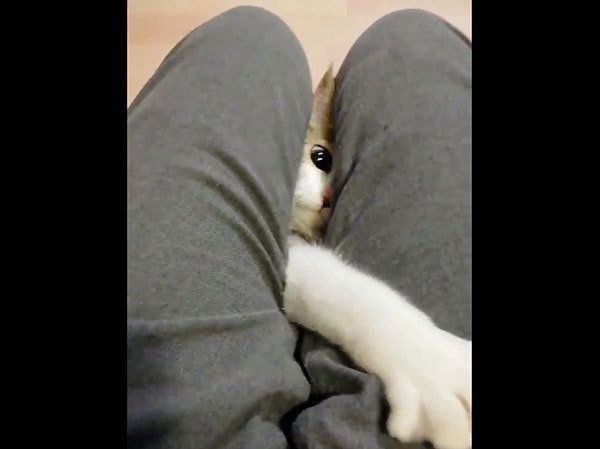 飼い主さんの太ももの間から顔を出すなるちゃん