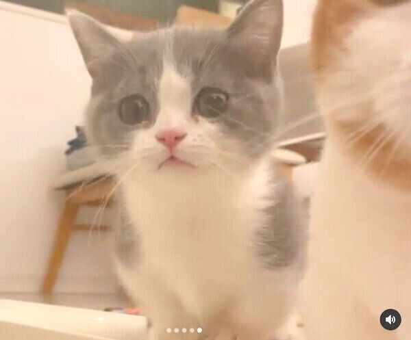 ごはんを待つココタくん