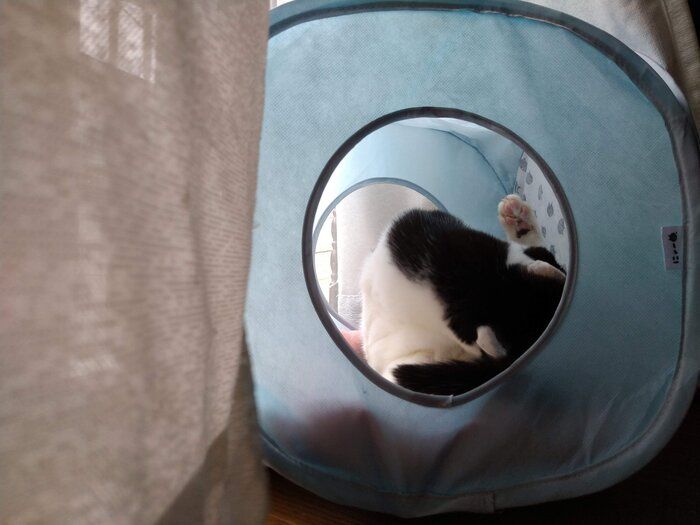 にゃー キューブ型キャットテントの中でお尻をなめる猫さん
