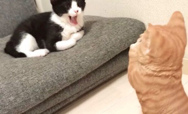 あくびをするむーくん