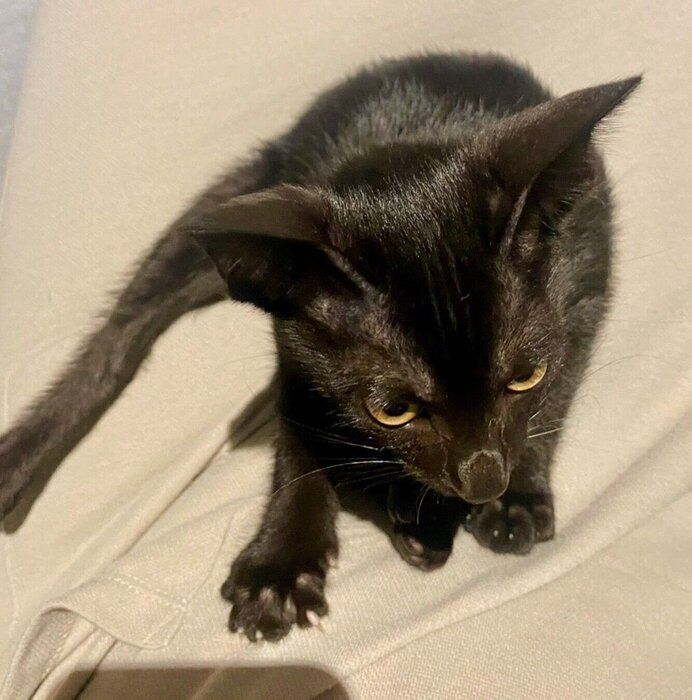 あばらが浮くほど痩せて、片手で持てるほど小さかった野良の子猫 2年 