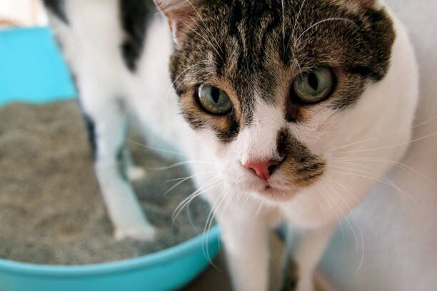猫のトイレ、トイレ、猫のうんちを用いたや排尿、きれいな砂のトイレでうんち。キャットリター箱を掃除します。青いネコ用のトイレで自分のうんちを見ている猫。キティのくず。自宅の猫。