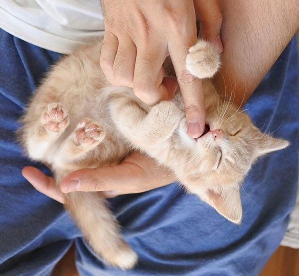 ねくすちゃん