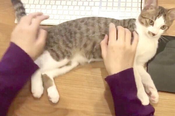 モフモフのキーボードと化した椋くん