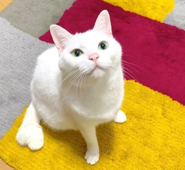 元保護猫・ミカヅキちゃん