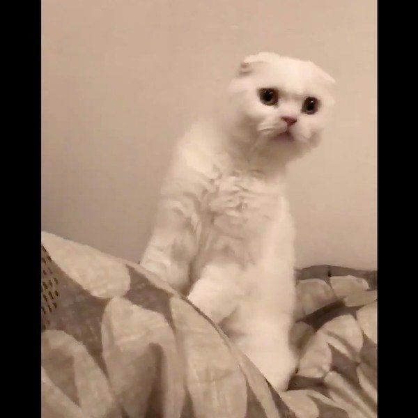 飼い主さんと謎の攻防戦を繰り広げるむくくん