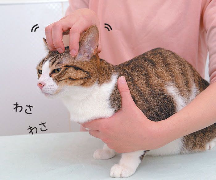 手ぐし