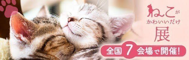 【公式】ねこがかわいいだけ展 ページ