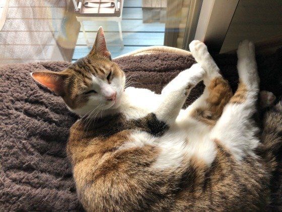 くつろぐ猫