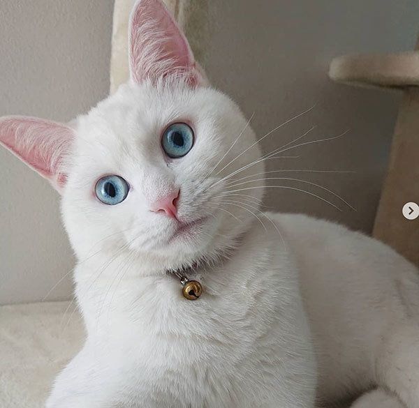 見つめる猫