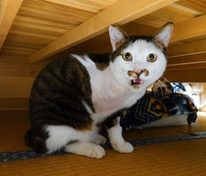 ベッドの下で威嚇していたのりまきくん。