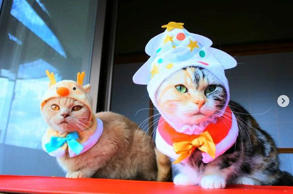 猫のかぶり物をかぶるブリティッシュショートヘアとマンチカン