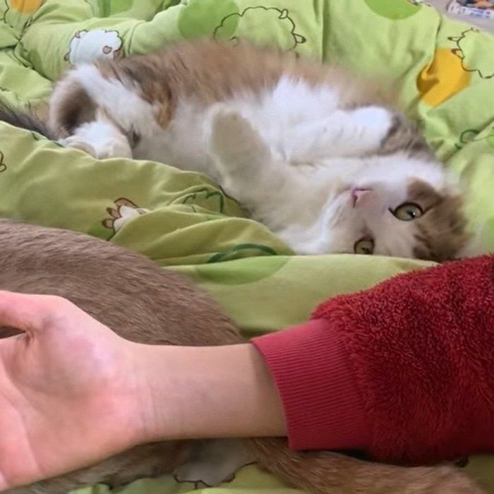 こっちも!とアピールする秀吉くん