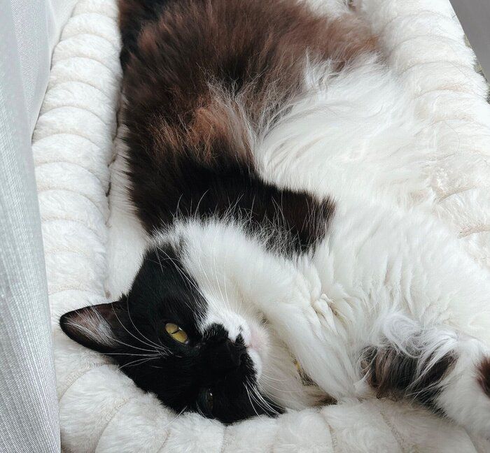 寝転がるブラウニーちゃん