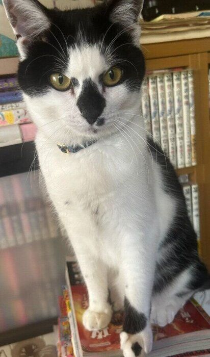 座っている生後10カ月の猫