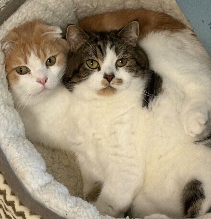 くっつくとろくん、おにくくん