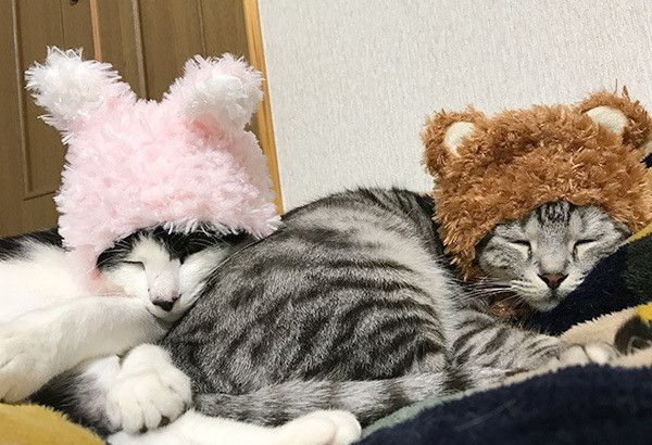 眠る猫