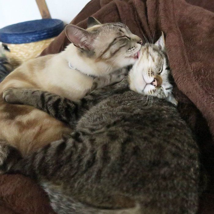 グルーミング中の猫兄弟2