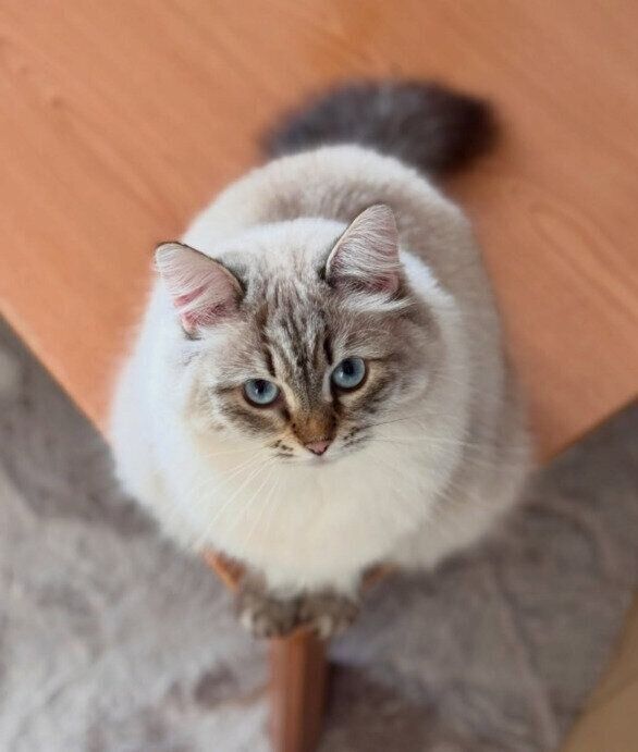 飼い主さんを見上げるサイベリアン