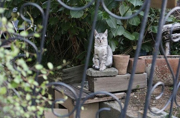 見つめる子猫
