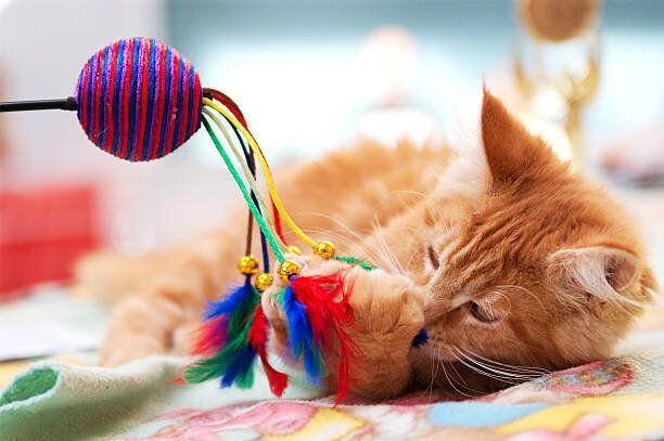 おもちゃで遊ぶ猫