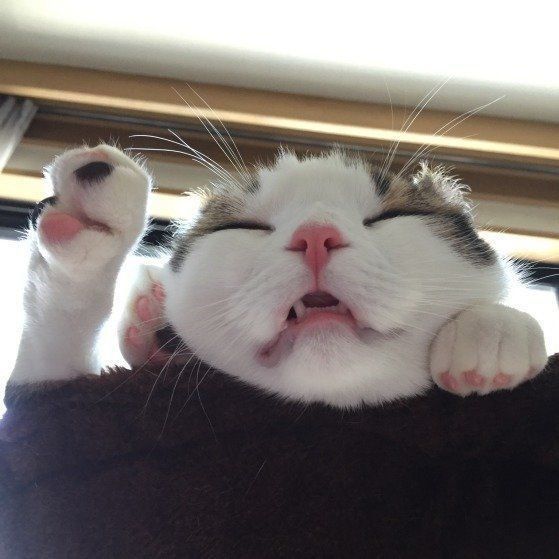 寝ている猫
