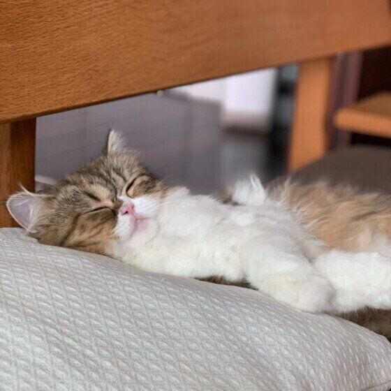 子猫のひなちゃん(メス)