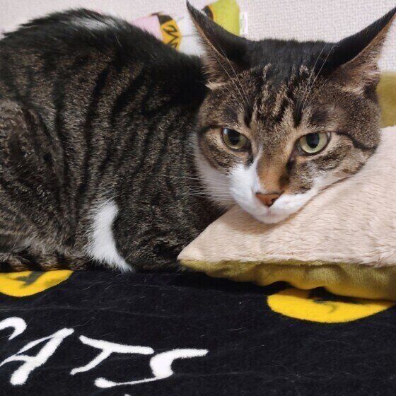 あごのせするキジ白猫