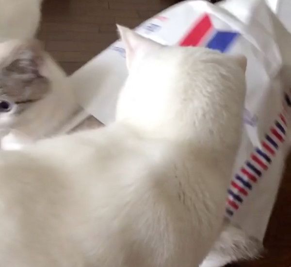 驚く猫