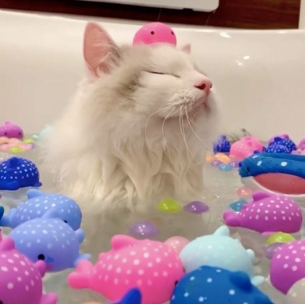 気持ちよさそうにお風呂に入るバロンちゃん
