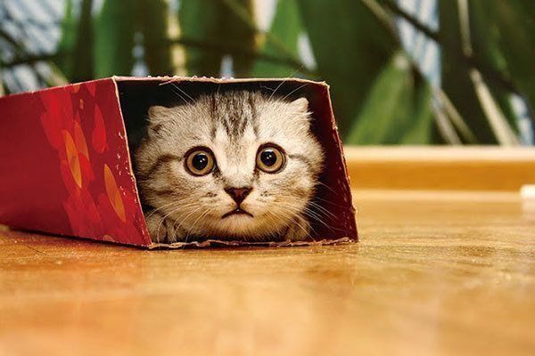 見つめる猫