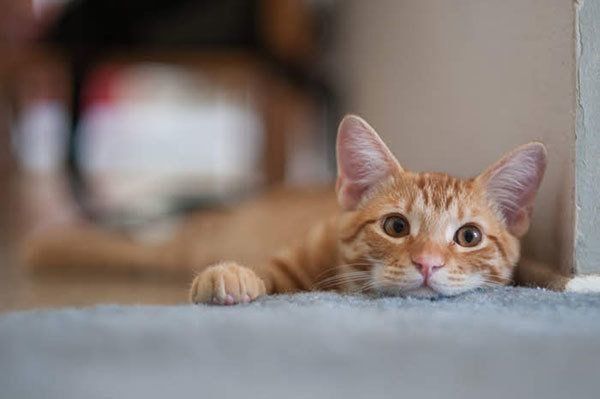 くつろぐ猫