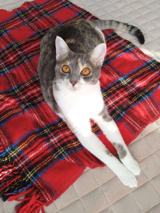 毛布の上でくつろぐ猫