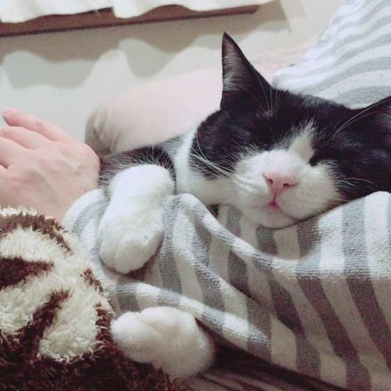 猫 抱っこ