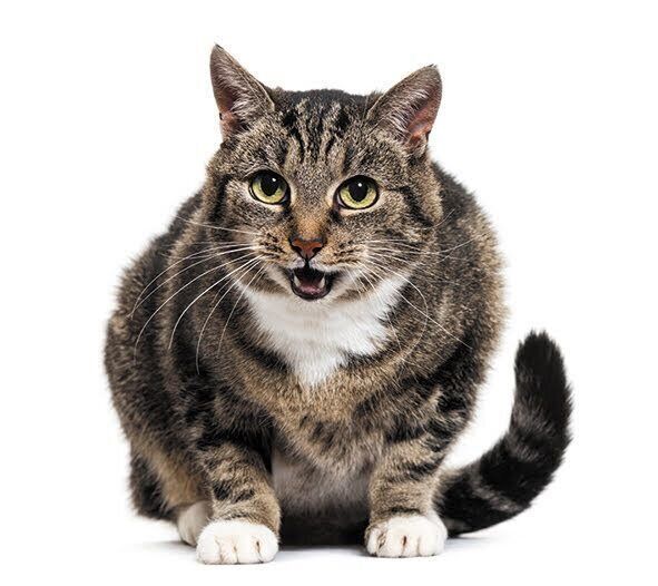 鳴く猫