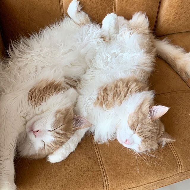 昼寝する猫たち