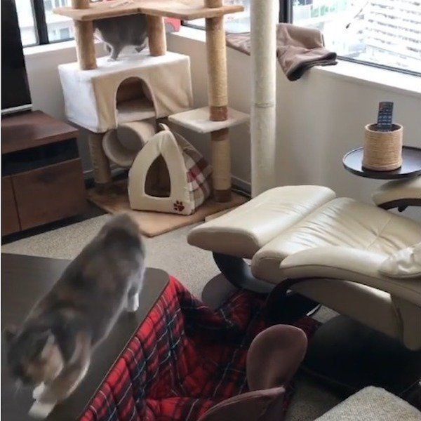 家の中で走り回る猫